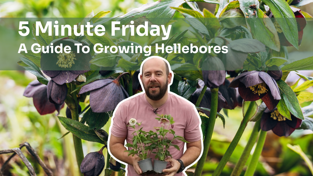 5 Minute Friday - A Guide To Growing Hellebores