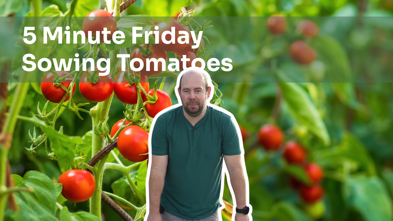 5 Minute Friday - Sowing Tomatoes