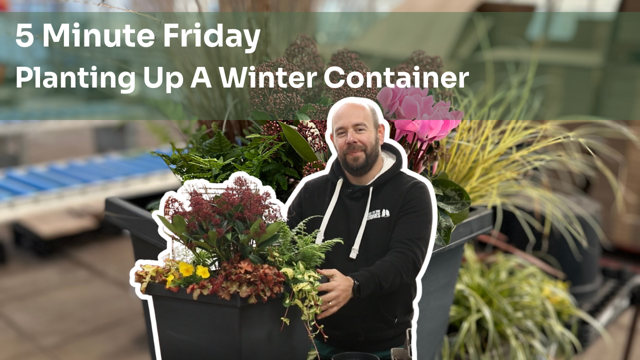 5 Minute Friday - Planting Up A Winter Container