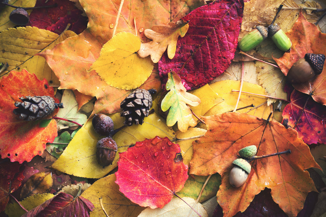 Top 3 plants for autumn