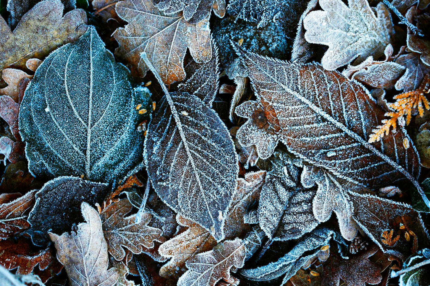How to protect your plants from frost