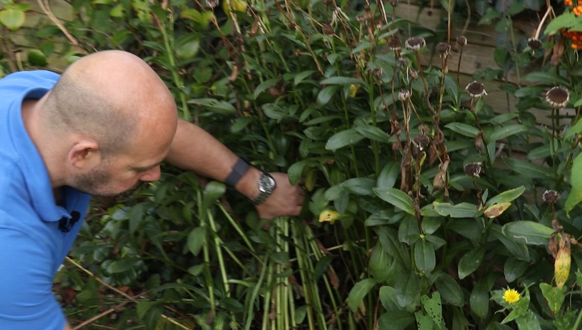 EP185 - How to cut back Leucanthemum for the winter