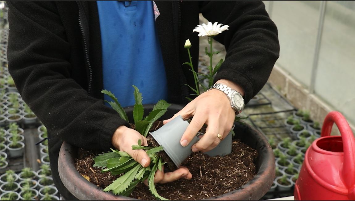 EP187 How to plant Leucanthemum