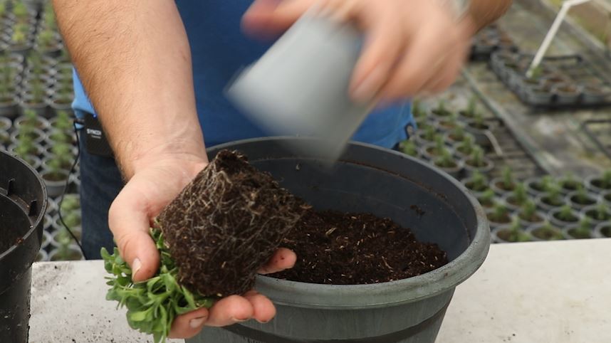 EP186 - How to plant Aubrieta plants