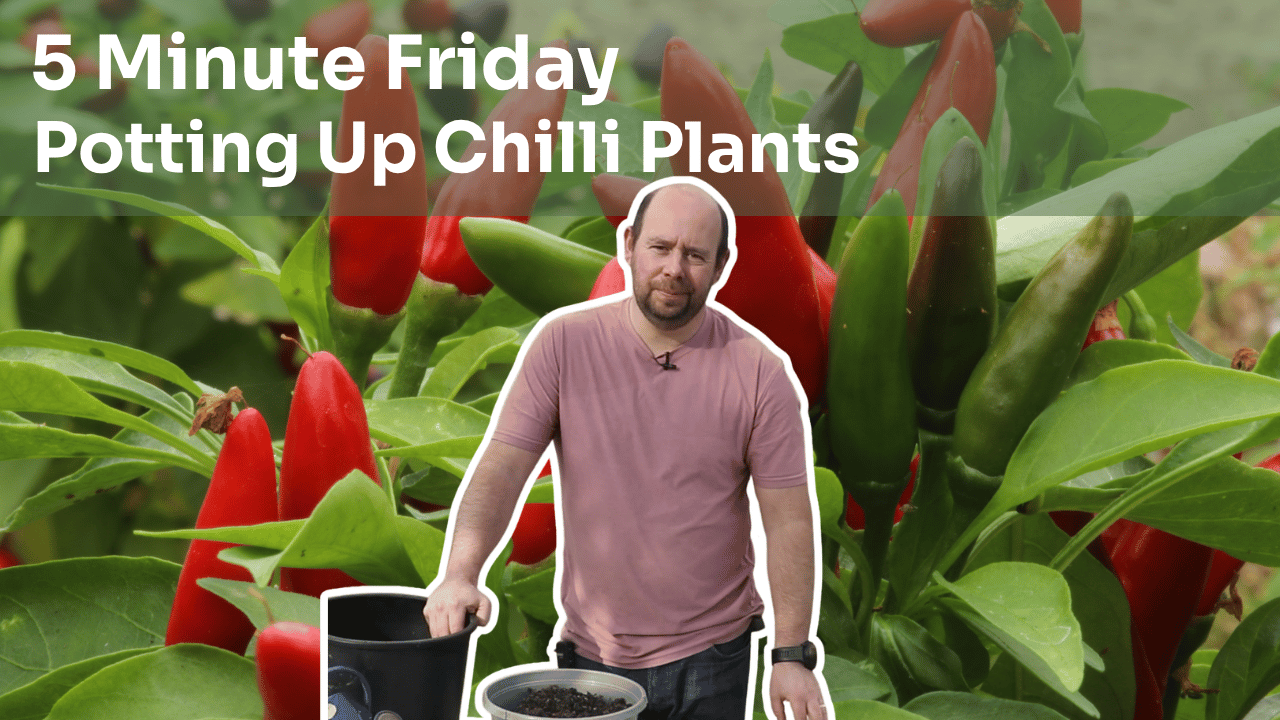 5 Minute Friday - Potting Up Chilli Plants