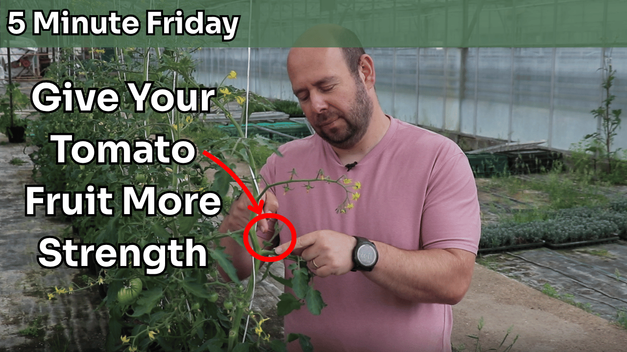 5 Minute Friday - How To Remove Side-shoots From a Tomato Plant