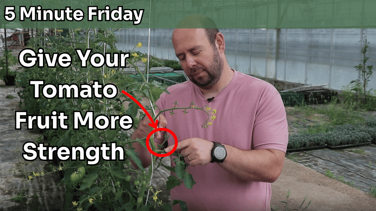 5 Minute Friday - How To Remove Side-shoots From a Tomato Plant