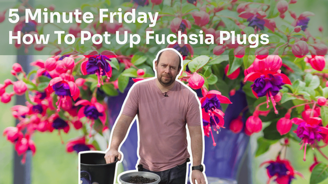 5 Minute Friday - Potting Up Fuchsia Plugs