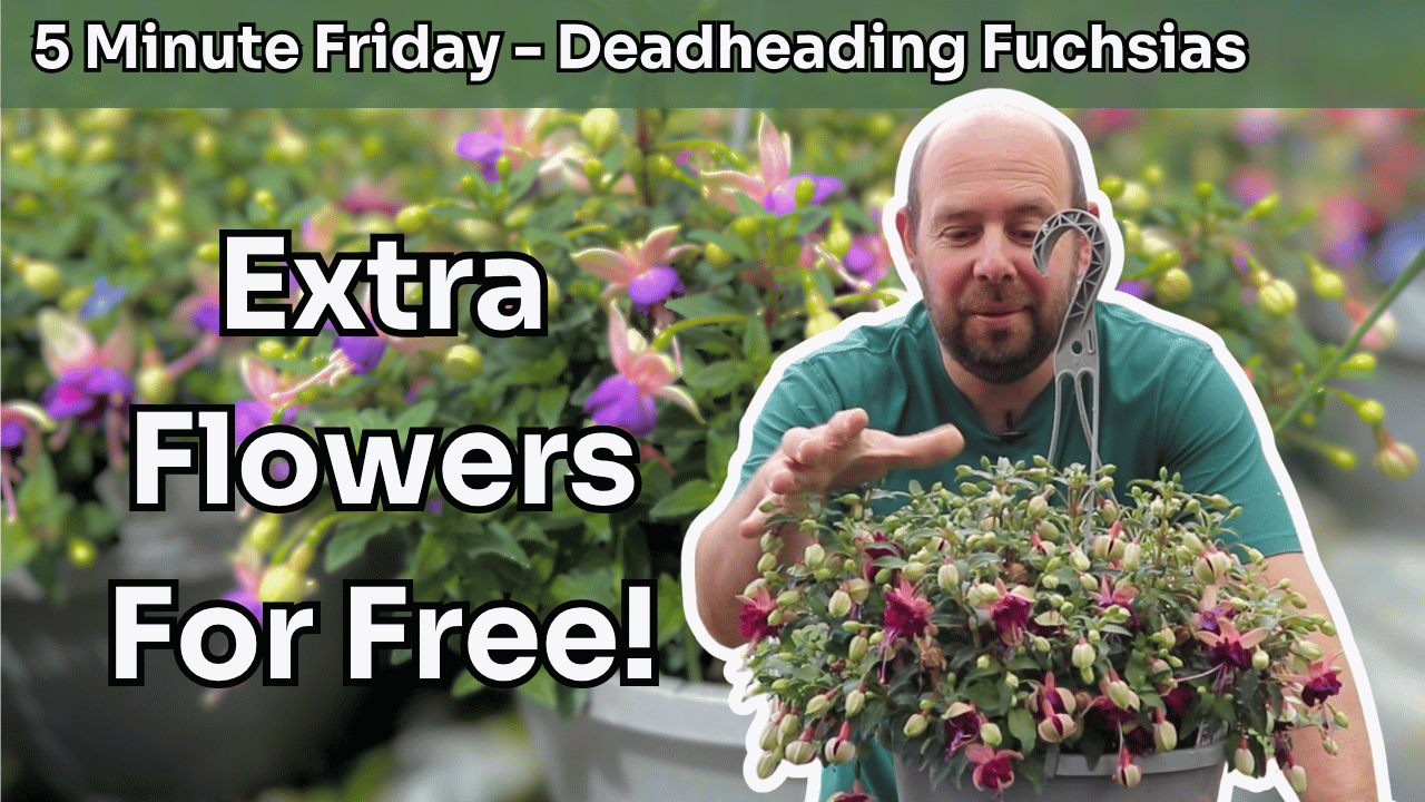 5 Minute Friday - Deadheading Fuchsias