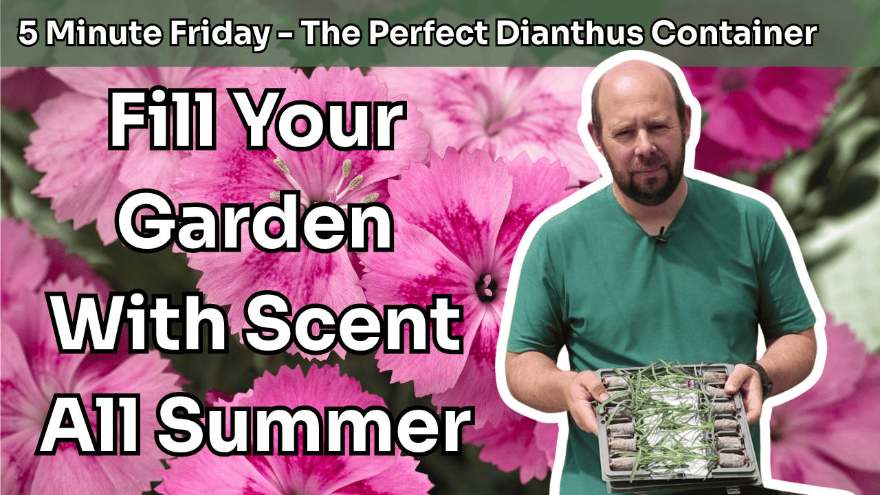 5 Minute Friday - The Perfect Scented Dianthus Container