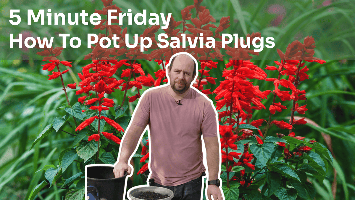 5 Minute Friday - Potting Up Salvia Plugs