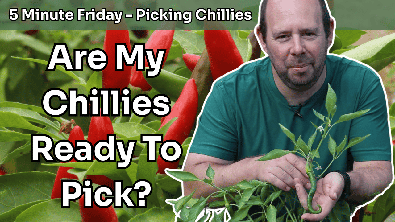 5 Minute Friday - Picking Chillies