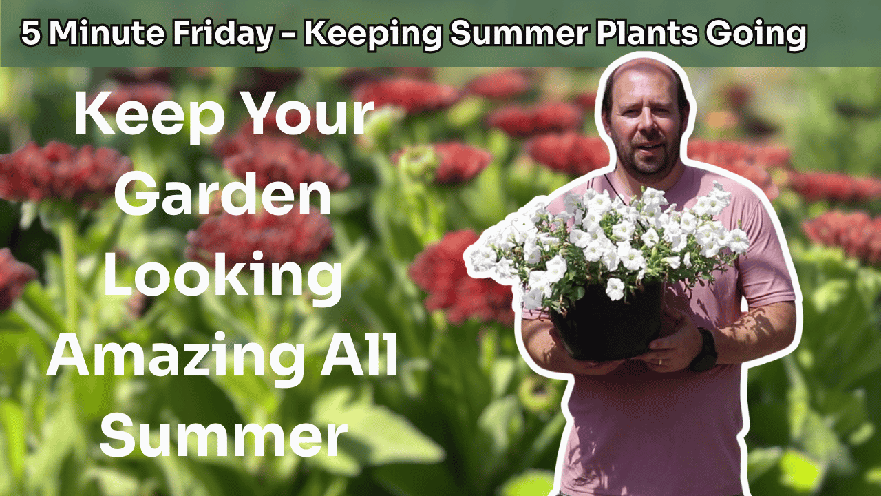 5 Minute Friday - Keeping Summer Plants Going