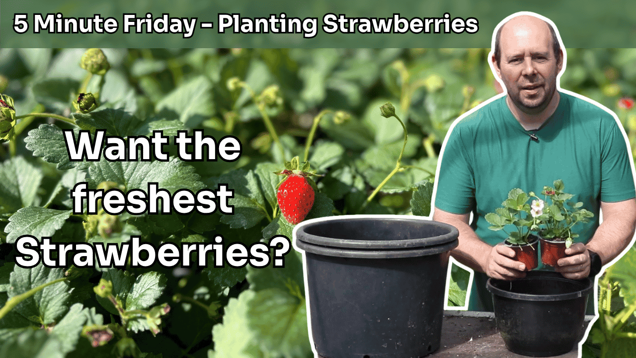 5 Minute Friday - Planting Strawberries