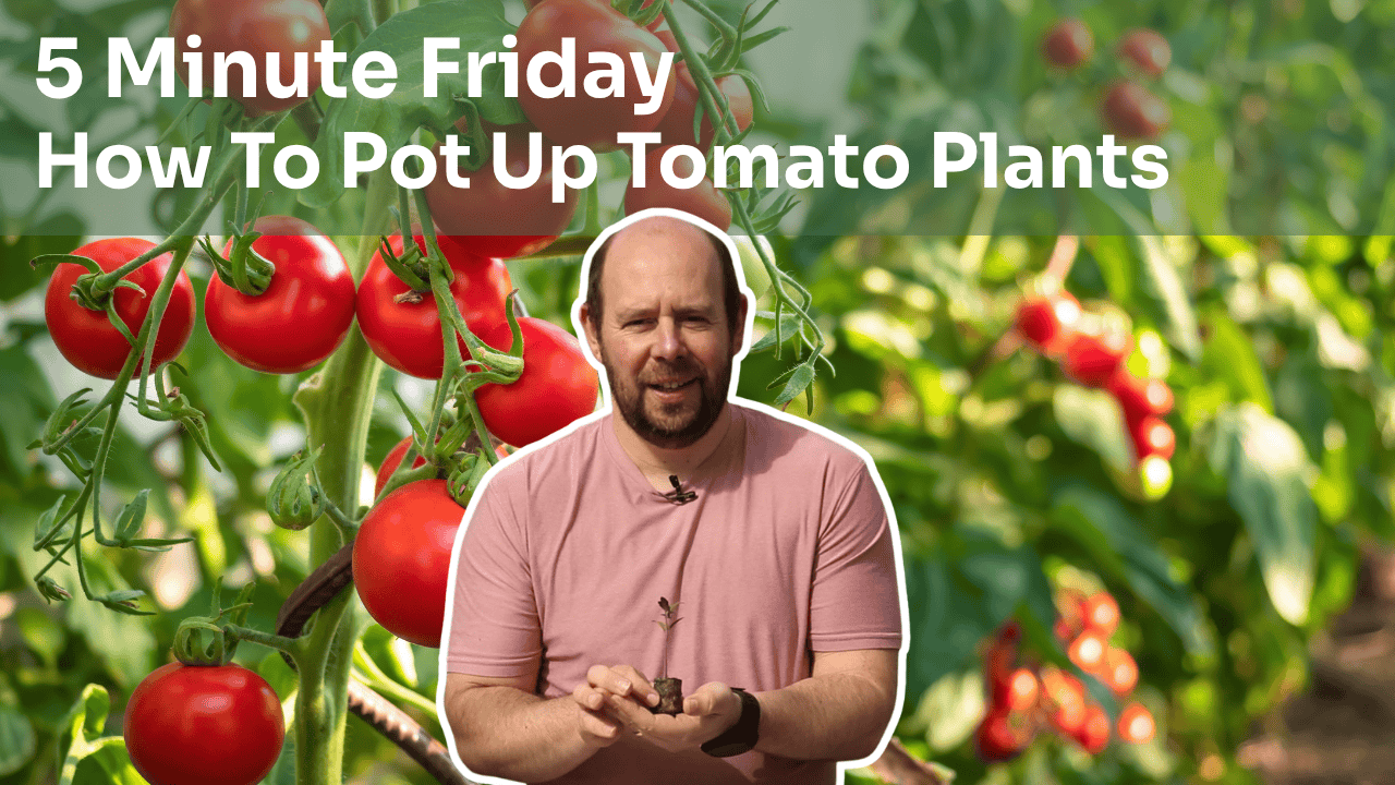 5 Minute Friday - Potting Up Tomato Plants