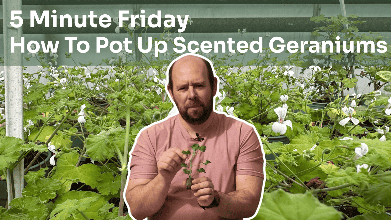 5 Minute Friday - Potting Up Scented Geranium Plugs