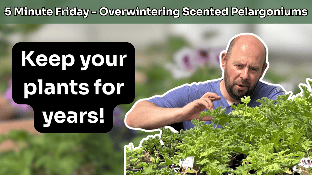 5 Minute Friday - Overwintering Scented Pelargoniums