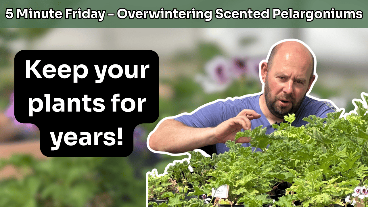 5 Minute Friday - Overwintering Scented Pelargoniums