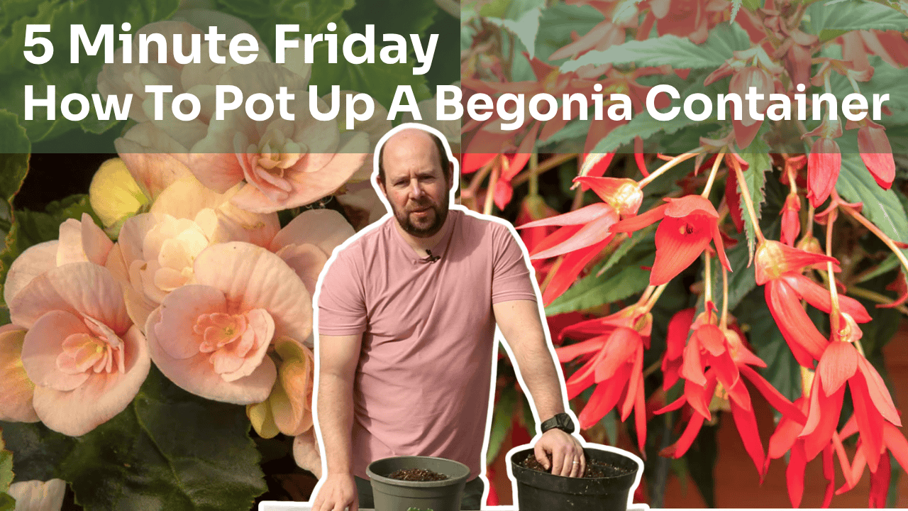 5 Minute Friday - Planting Up A Begonia Container