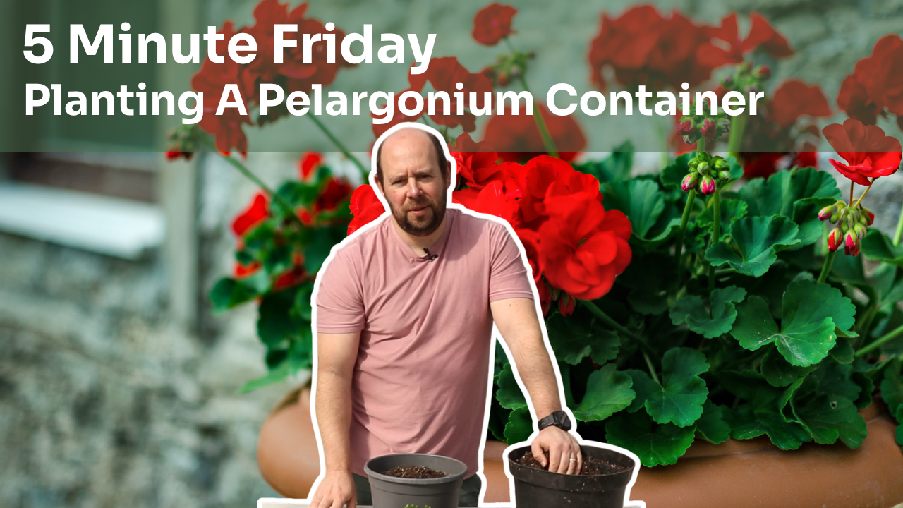 5 Minute Friday - Planting Up A Pelargonium Container