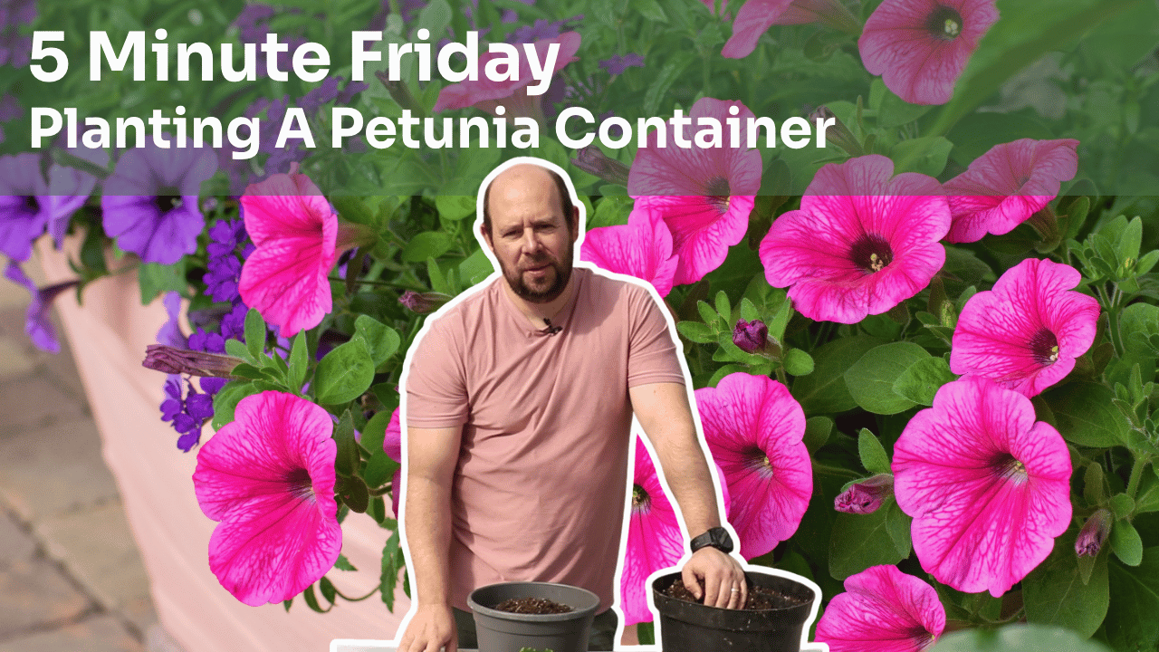 5 Minute Friday - Planting Up A Petunia Container