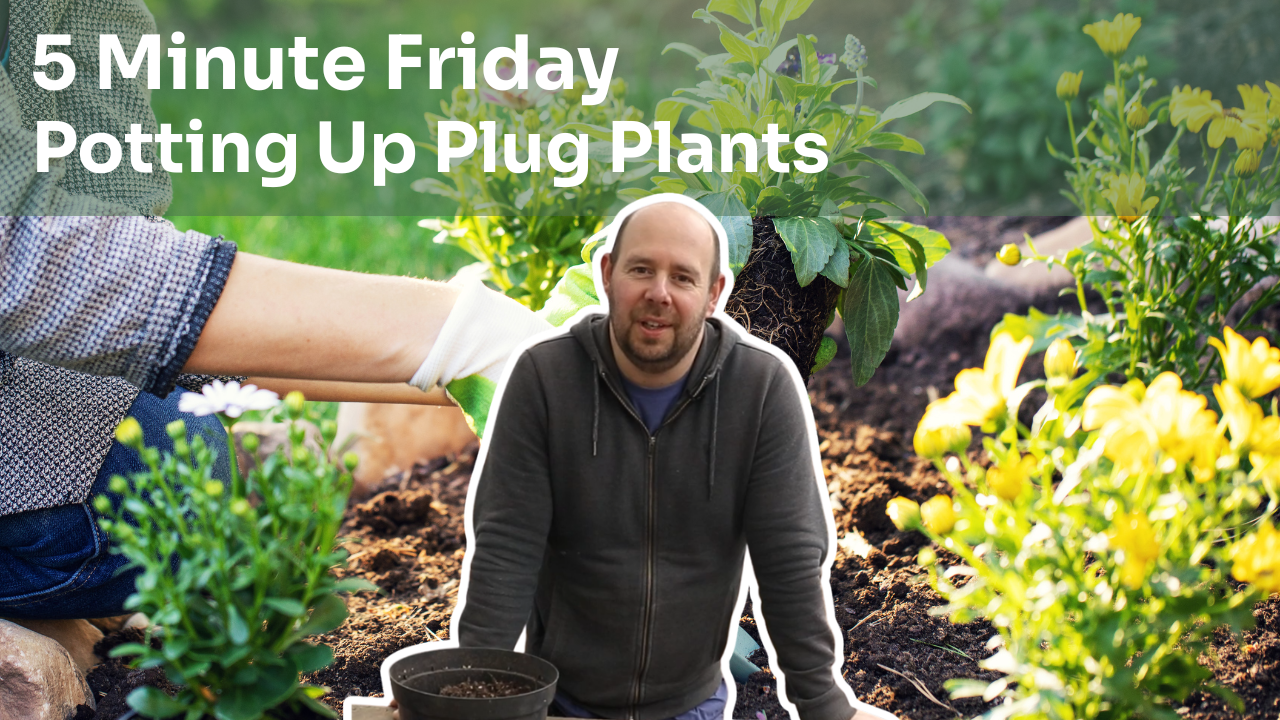 5 Minute Friday - Potting Up Plug Plants
