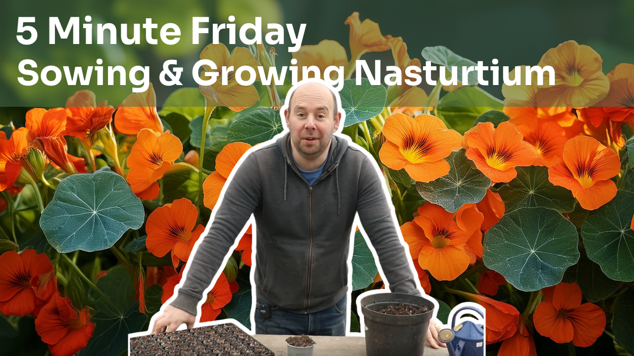 5 Minute Friday - Sowing and Growing Nasturtium
