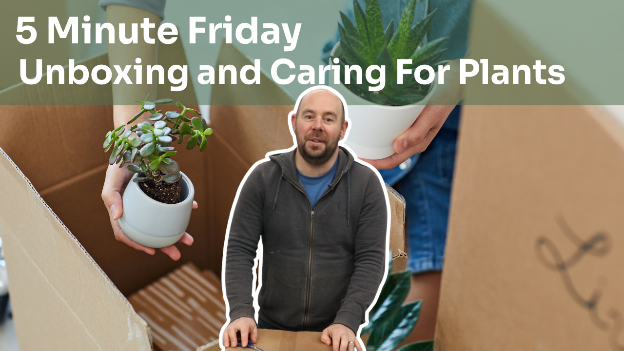 5 Minute Friday - Unboxing and Caring For Plants