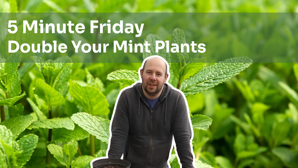 5 Minute Friday - How To Double Your Mint Plants