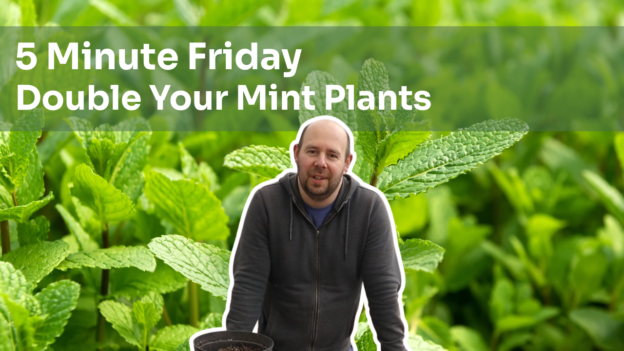 5 Minute Friday - How To Double Your Mint Plants