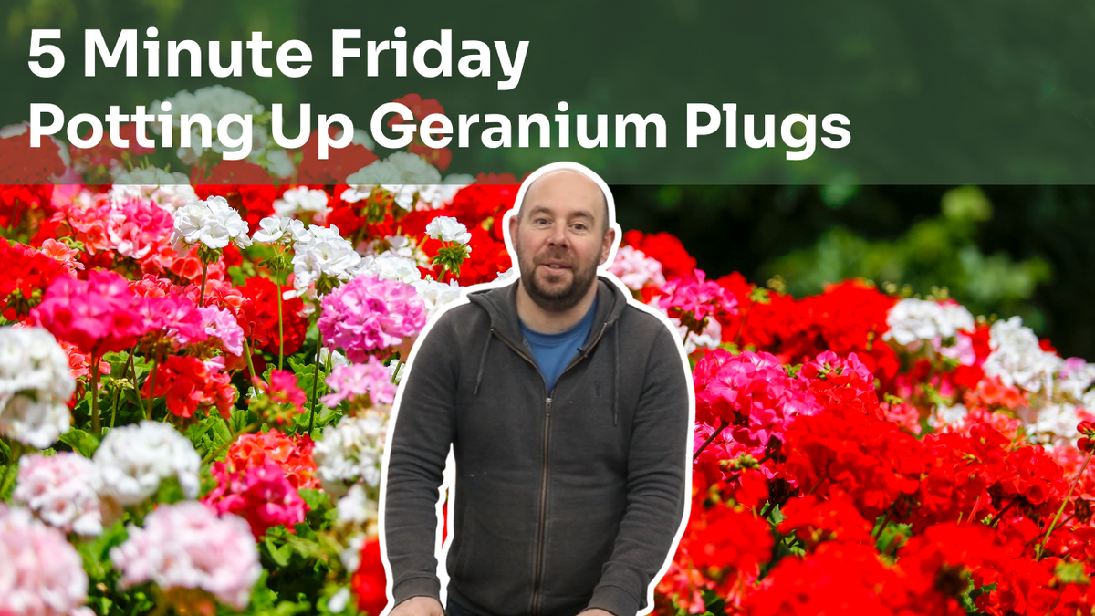 5 Minute Friday - Potting Up Geranium Plugs