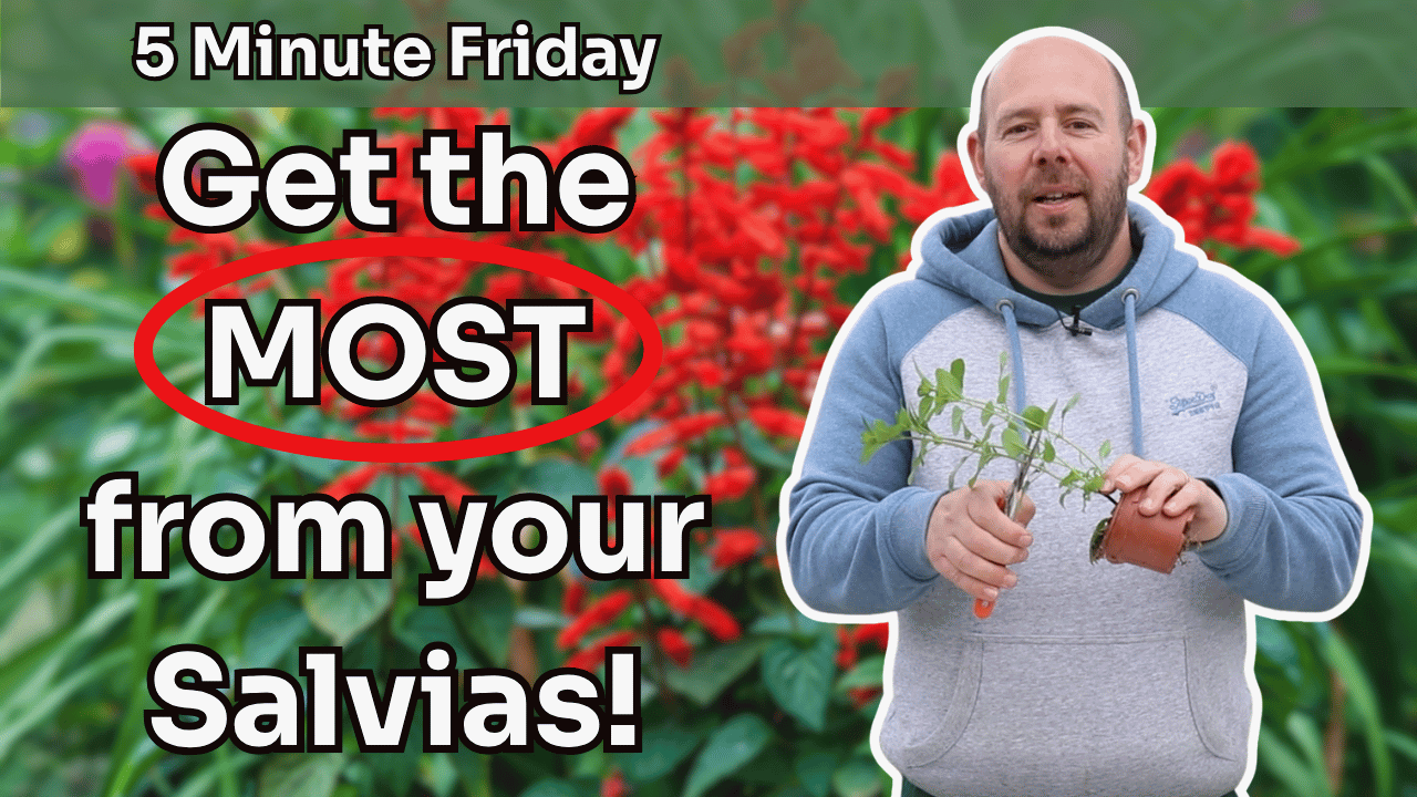 5 Minute Friday - Get the MOST from your Salvias!