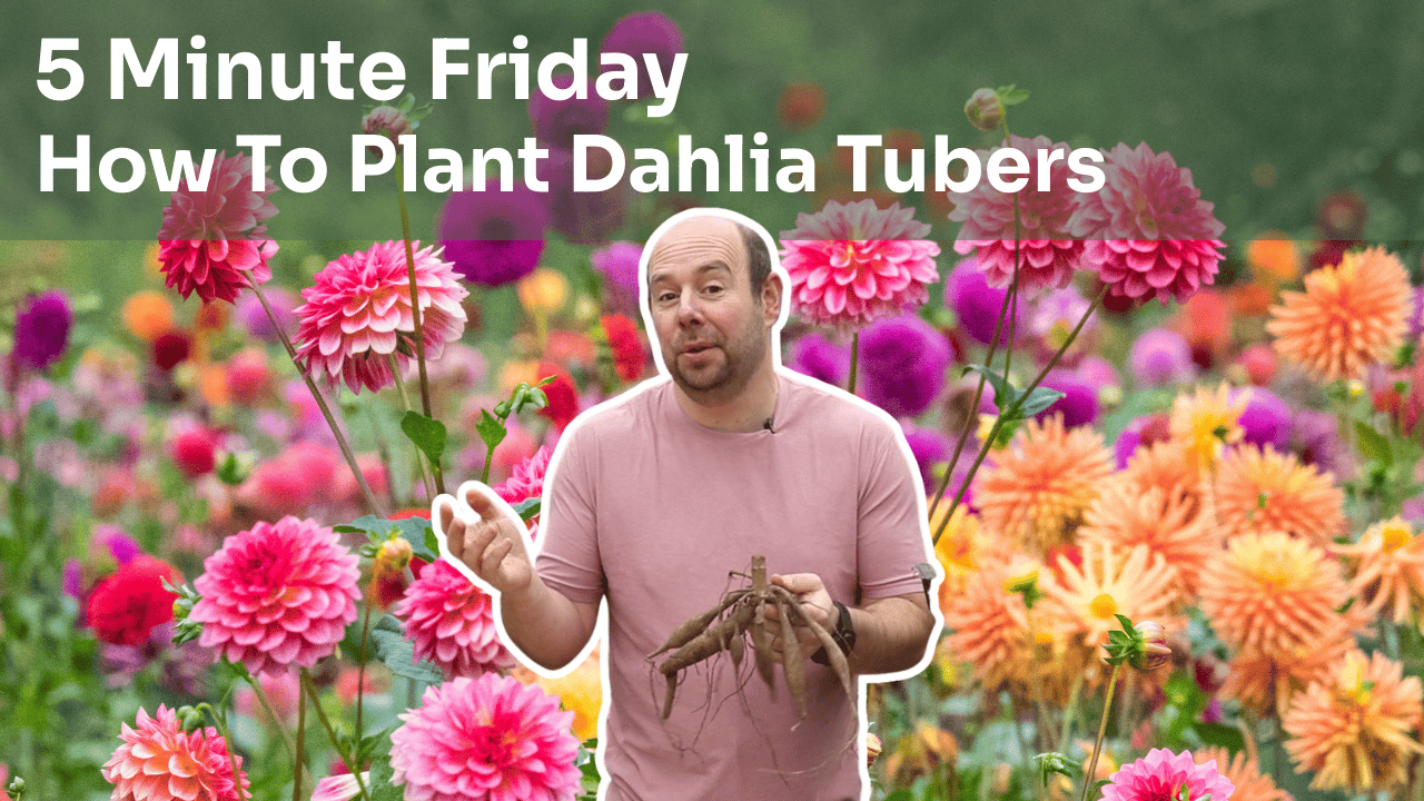 5 Minute Friday - How To Plant Dahlia Tubers