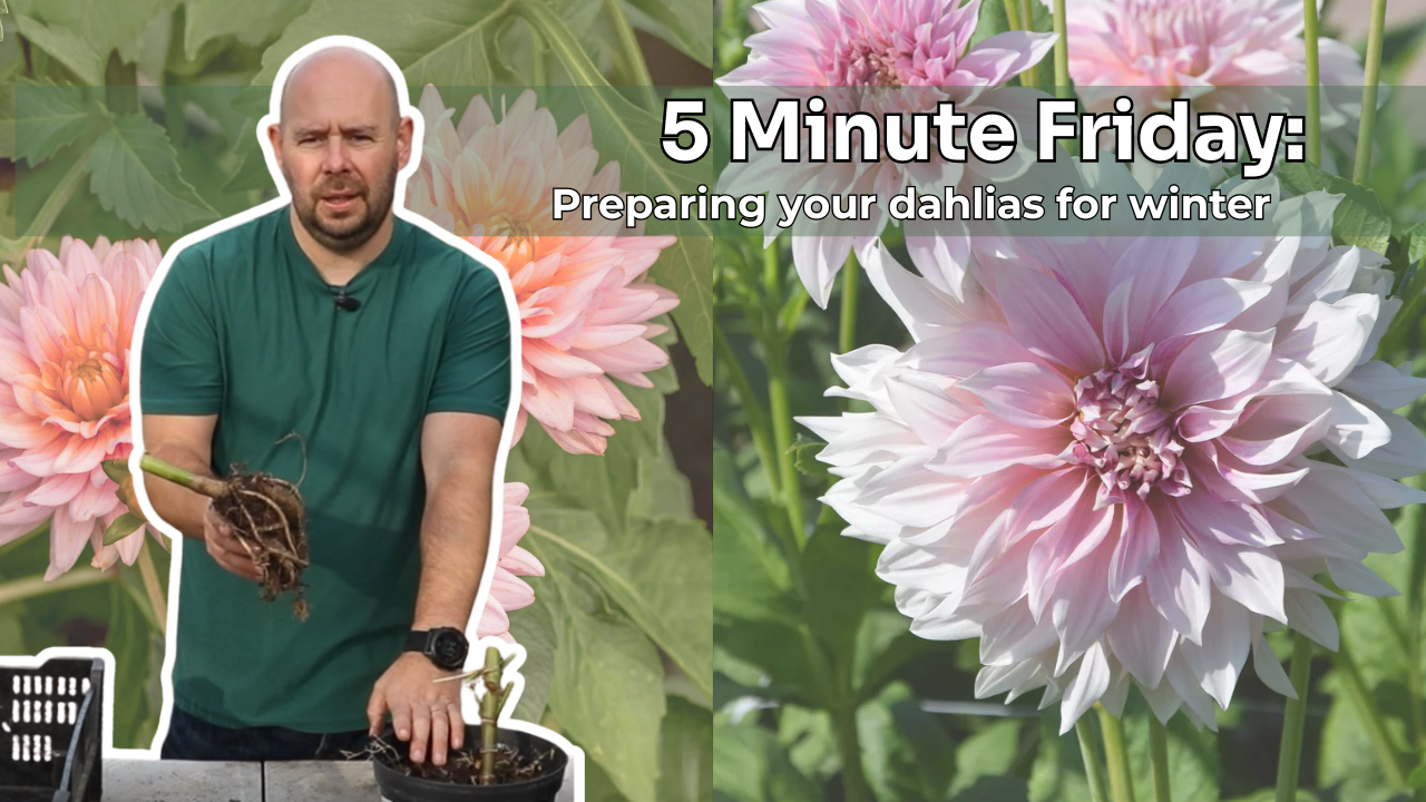 5 Minute Friday - How To Prepare Your Dahlias For Winter