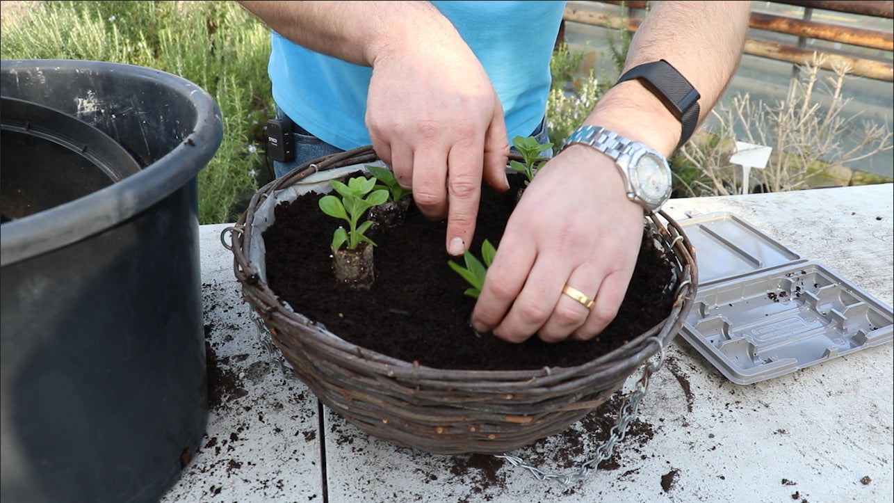 How to plant Petunia Tumbelina hanging basket