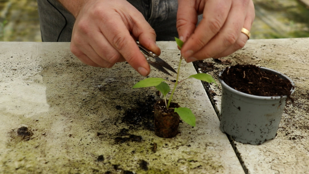 EP207 - How to take cuttings from Pineapple Sage plants