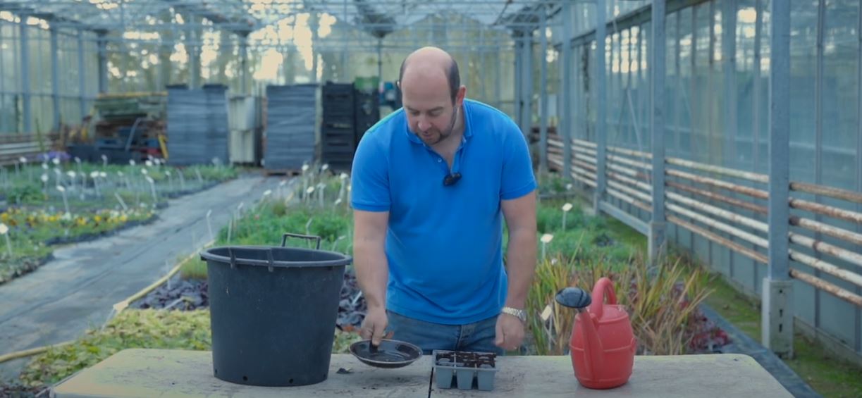 EP247 - Growing Tomato Plants - A UK guide on growing & sowing tomato seeds