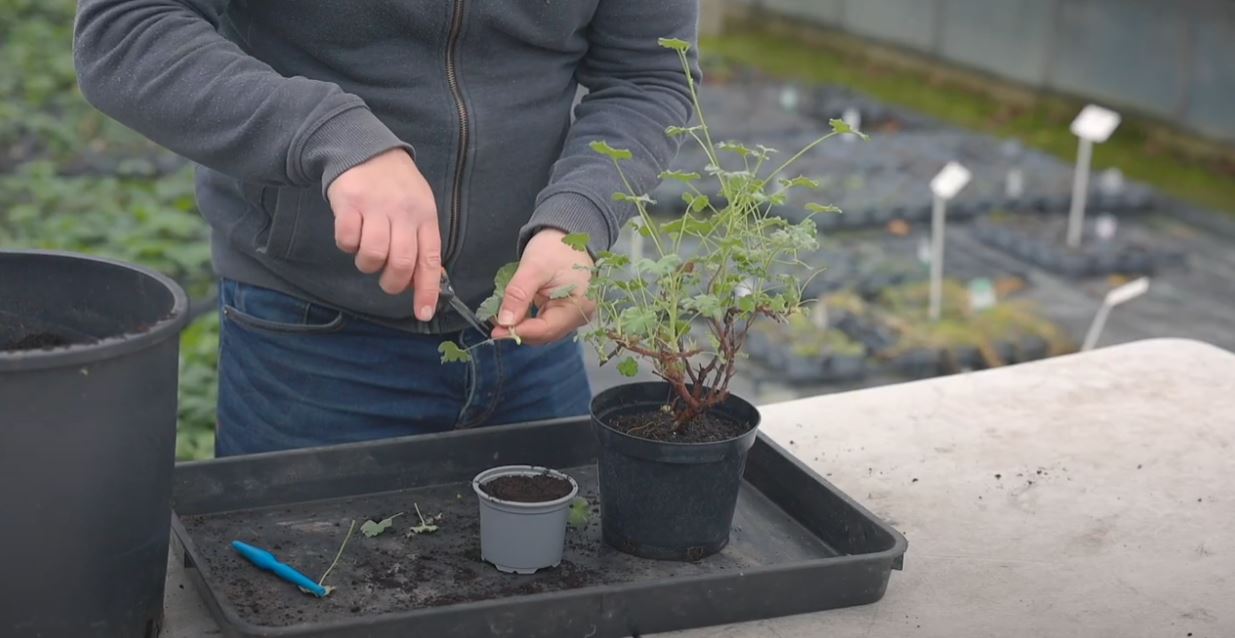 Alan Lodge holding a scented Geranium cutting preparing it to plant