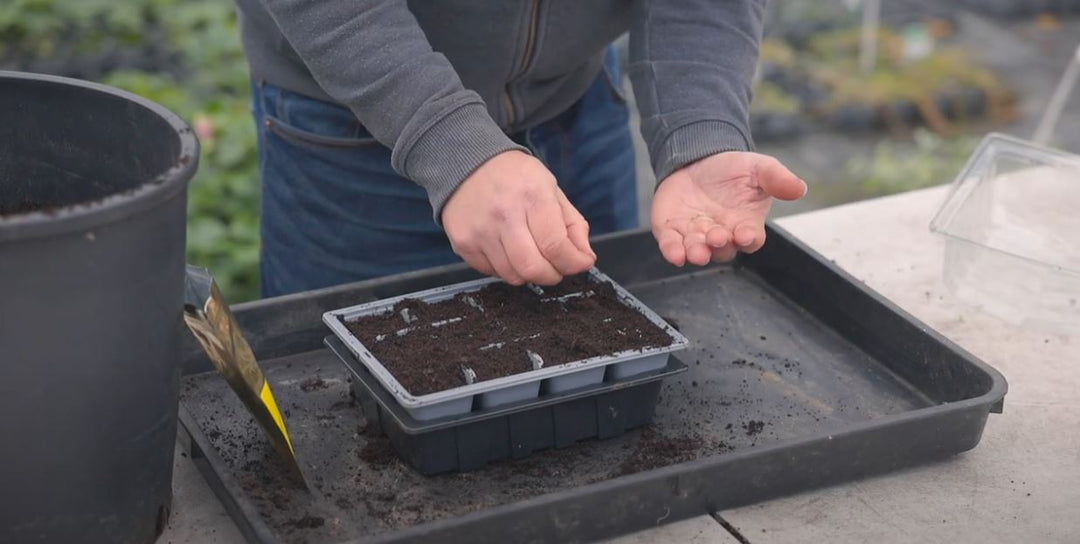 How to sow and grow Parsley from seed, a guide for the UK EP251