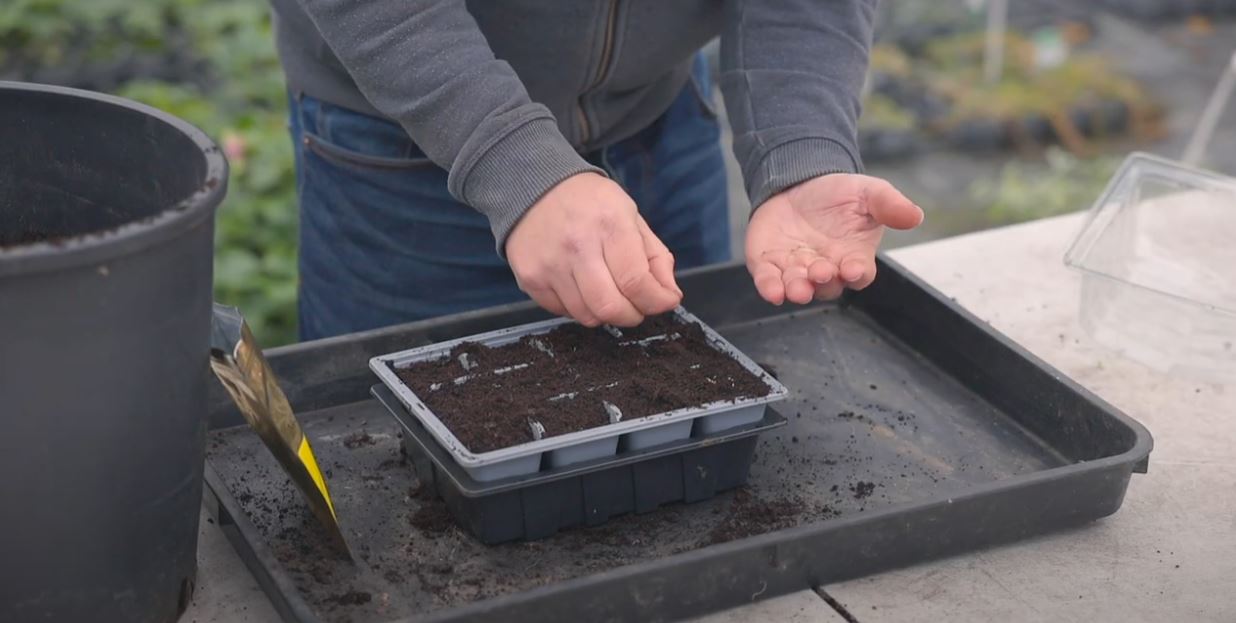 Alan sowing parsley herb seed in a cell tray