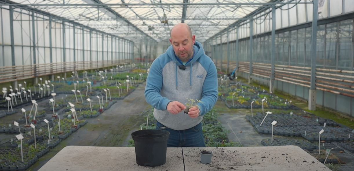 Alan Lodge potting up scented geranium plug plant