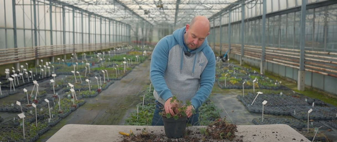 Spring Cleaning of Hardy Geraniums: A Step-by-Step Guide for Container-Grown Plants EP255