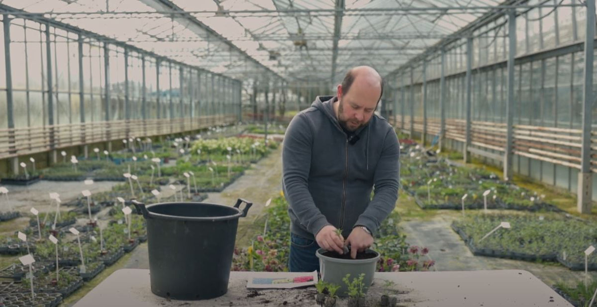 Alan planting a hanging basket with plug plants