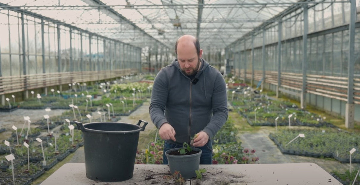 Planting a Coleus and Lantana container from plug plants