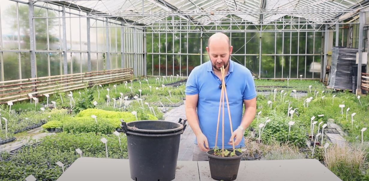 Alan planting a Thunbergia tower