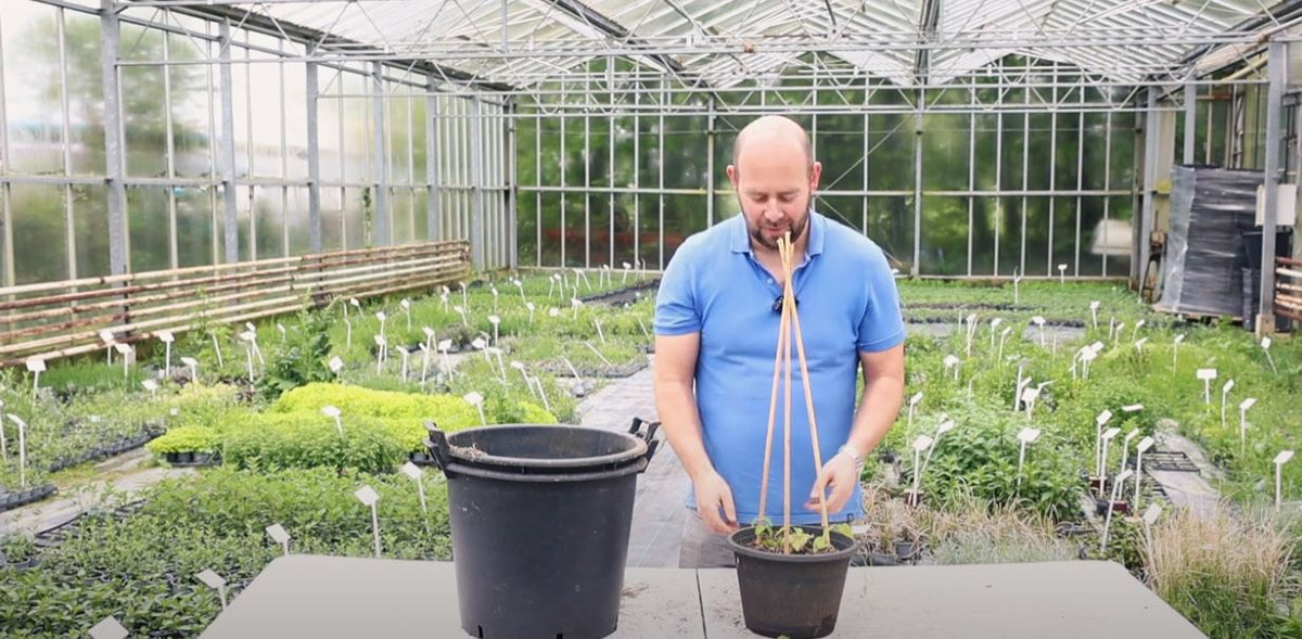 Alan planting a Thunbergia tower