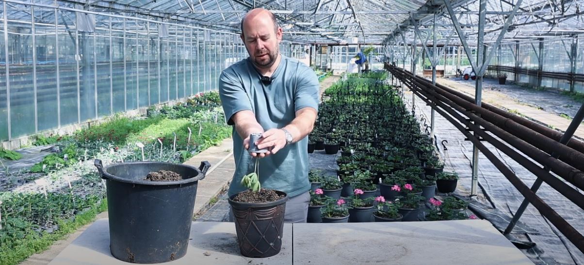 Growing West Country Lupins: A Guide to Potting Up and Care