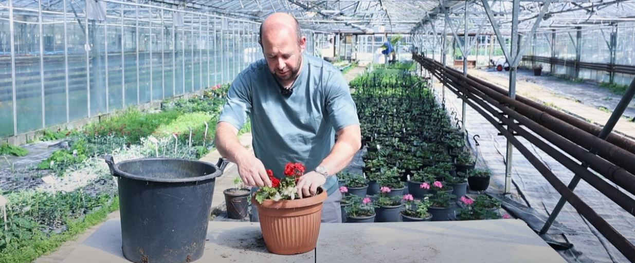 How to plant a Begonia container - your easy guide