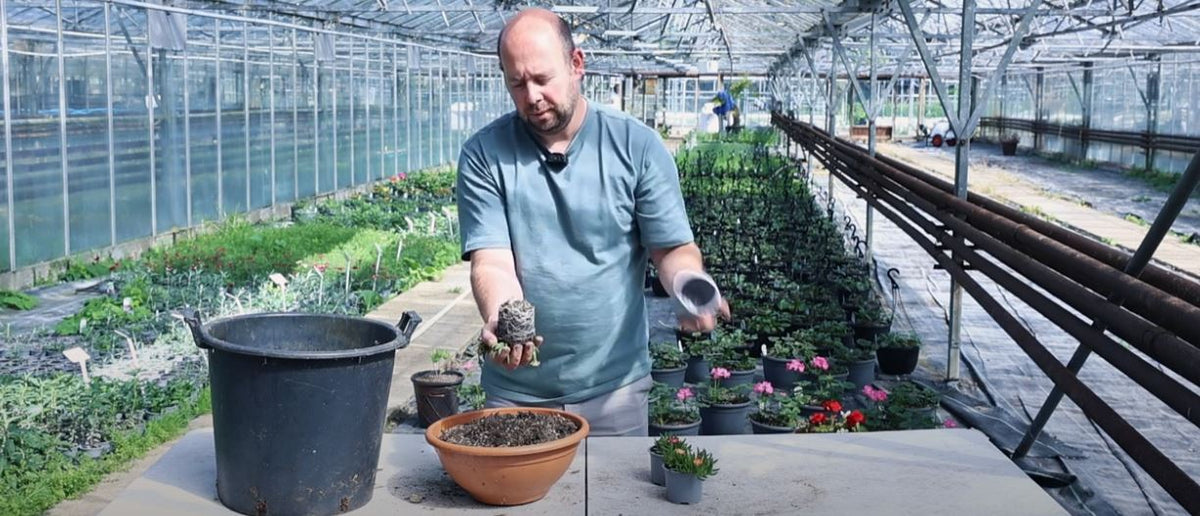 Potting up a Delosperma container