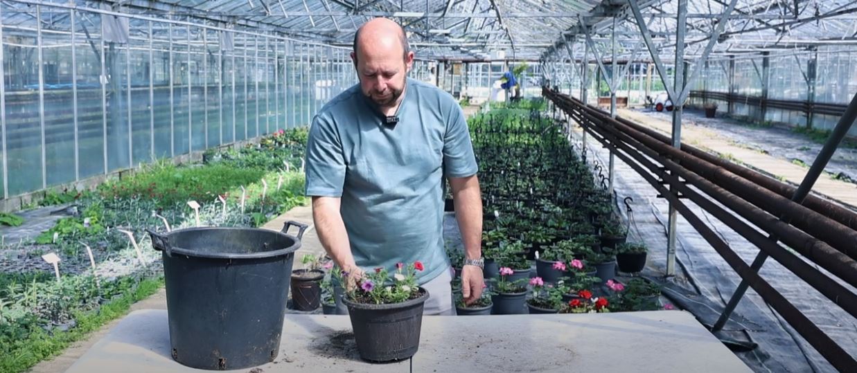 Calibrachoa Calipetite Colour Explosion for Your Containers! (Five Minute Friday)